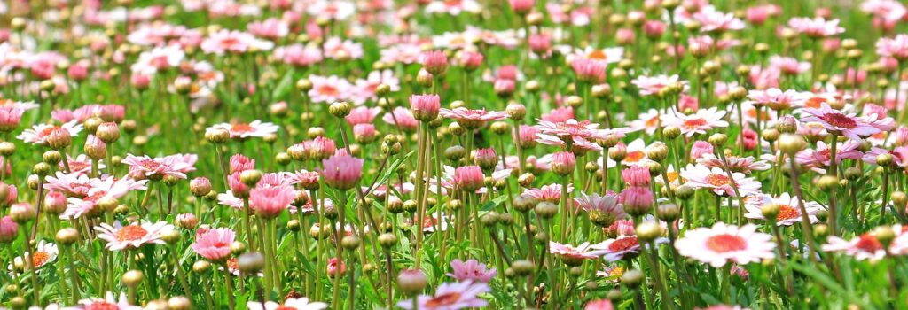 marguerite, flowers, field-1510602.jpg